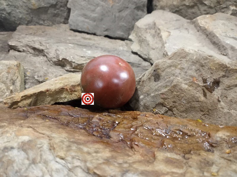 The Best Snacking Tomato Chocolate Donuts Tomato Seeds Available Here.