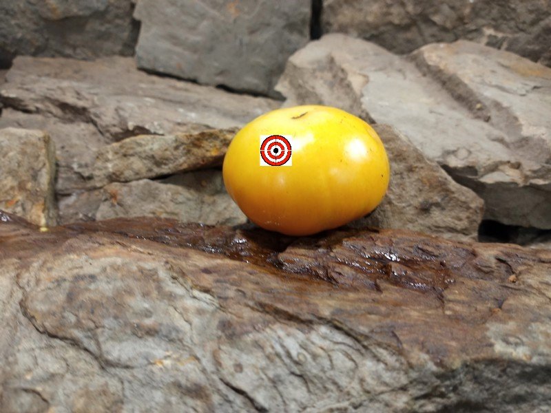 The Best Yellow Tomato Coral Queen Tomato Seeds Available Here.