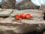 AMC Tomato