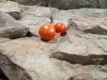AMC Tomato Cherry Tomatoes