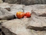 AMC Tomato Heirloom Tomatoes