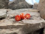 AMC Tomato Seeds