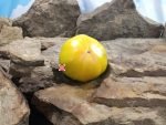 Bill Haywood Tomato