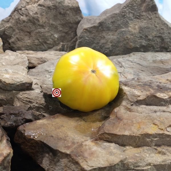 Bill Haywood Tomato