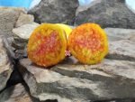 Bill Haywood Tomato Bicolored Tomatoes