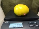 Bill Haywood Tomato Large Tomatoes
