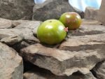 Blasphemous Rumors Tomato Seeds