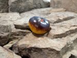 Ch Check It Out Tomato Blue Tomatoes