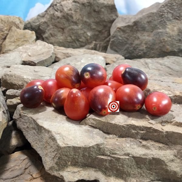 Charlotte Sometimes Tomato