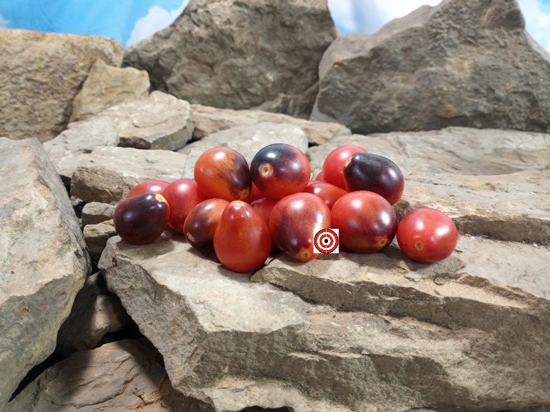 Charlotte Sometimes Tomato
