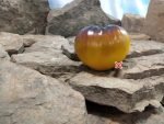 Come Undone Tomato Bill Yoder Tomatoes