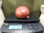 Cowboy Tomato Northern Gardener Tomatoes