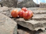 Crazy Bicolored Tomato Bounty hunter Seeds Tomatoes