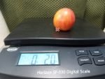 Crazy Bicolored Tomato Elongated Tomatoes