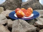 Crazy Bicolored Tomato Saladette Tomatoes