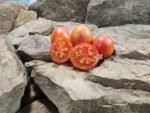 Crazy Bicolored Tomato Seeds