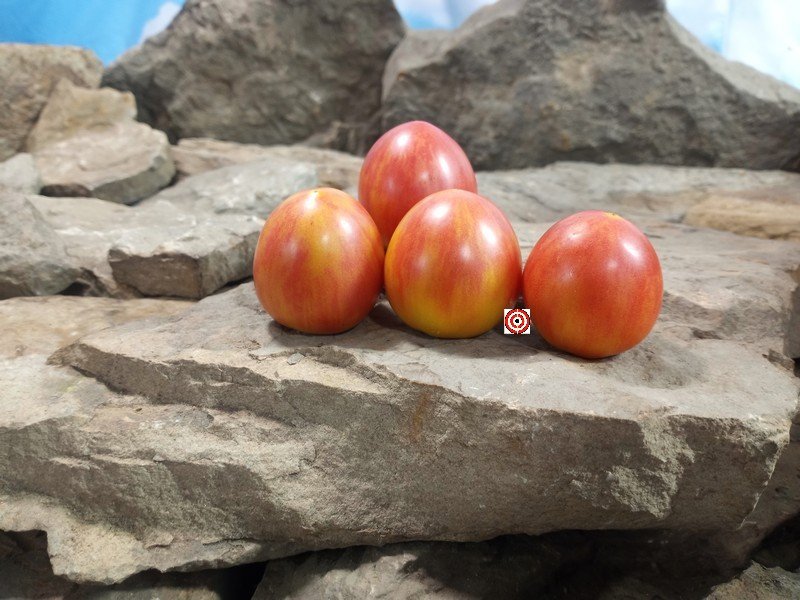 Crazy Bicolored Tomato