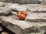Dark Multiflora Dwarf Micro Tomato