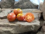 Dean's Brad Gates Tomato Potato Leaf Tomato Plants
