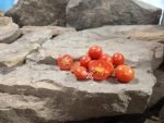 Dwarf Baby Micro Dwarf Tomato