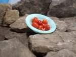 Dwarf Baby Micro Tomato