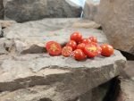 Dwarf Baby Micro Tomato Container Tomatoes