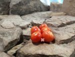 Dwarf Bedtimes MacBeth Micro Tomato Cherry Tomatoes