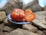 Dwarf Betty Smiles Tomato