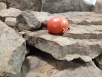 Dwarf Betty Smiles Tomato Container Tomatoes