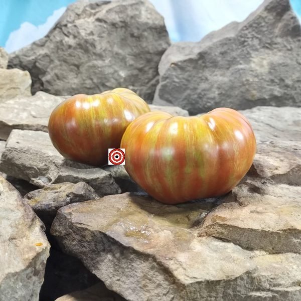 Dwarf Black Wizard Tomato