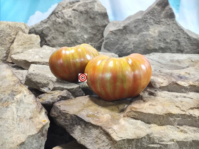 Dwarf Black Wizard Tomato