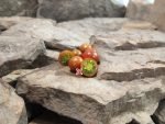 Dwarf Dark Multiflora Micro Tomato Cherry Tomatoes