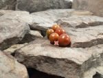 Dwarf Dark Multiflora Micro Tomato Container Tomatoes