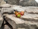Dwarf Dark Multiflora Micro Tomato Salad Tomatoes