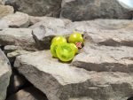 Dwarf Fat Frog Micro Tomato