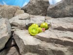 Dwarf Fat Frog Micro Tomato Container Tomatoes