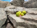 Dwarf Fat Frog Micro Tomato Seeds