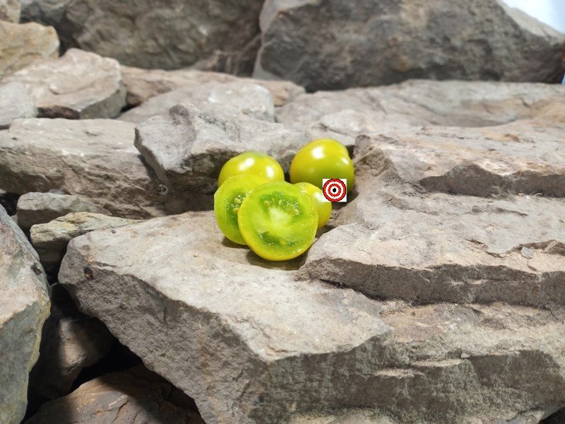Dwarf Fat Frog Micro Tomato