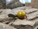 Dwarf Funky Viper Tomato Blane Horton Tomatoes