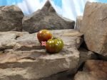Dwarf Funky Viper Tomato Container Tomatoes