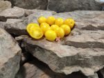Dwarf Galen's Yellow Tomato Cherry Tomatoes