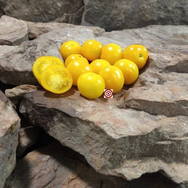Dwarf Galen's Yellow Tomato Cherry Tomatoes