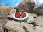 Dwarf Gondwana Lava Tomato