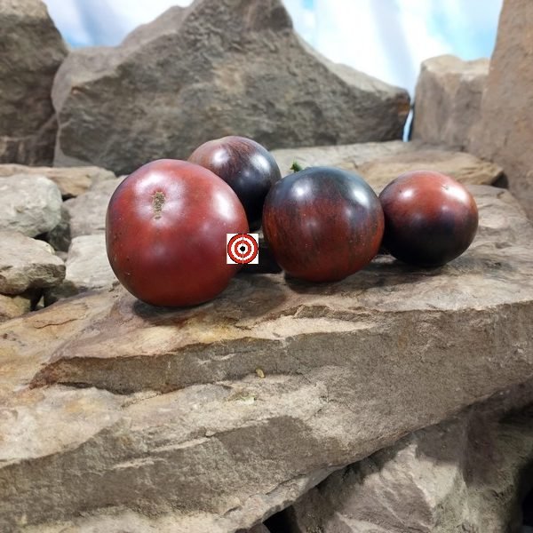 Dwarf Gondwana Lava Tomato Blue Tomatoes