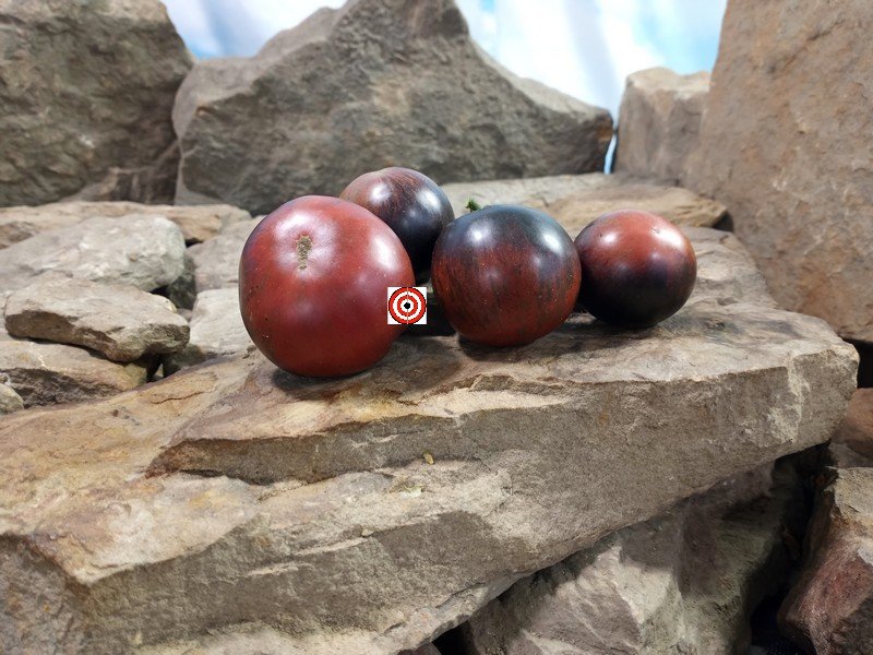 Dwarf Gondwana Lava Tomato Blue Tomatoes