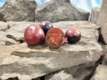 Dwarf Gondwana Lava Tomato Seeds