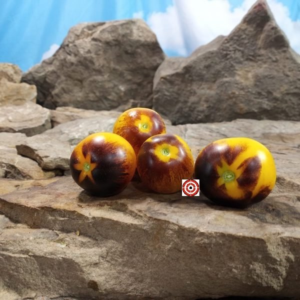 Dwarf Gondwana Moon Tomato