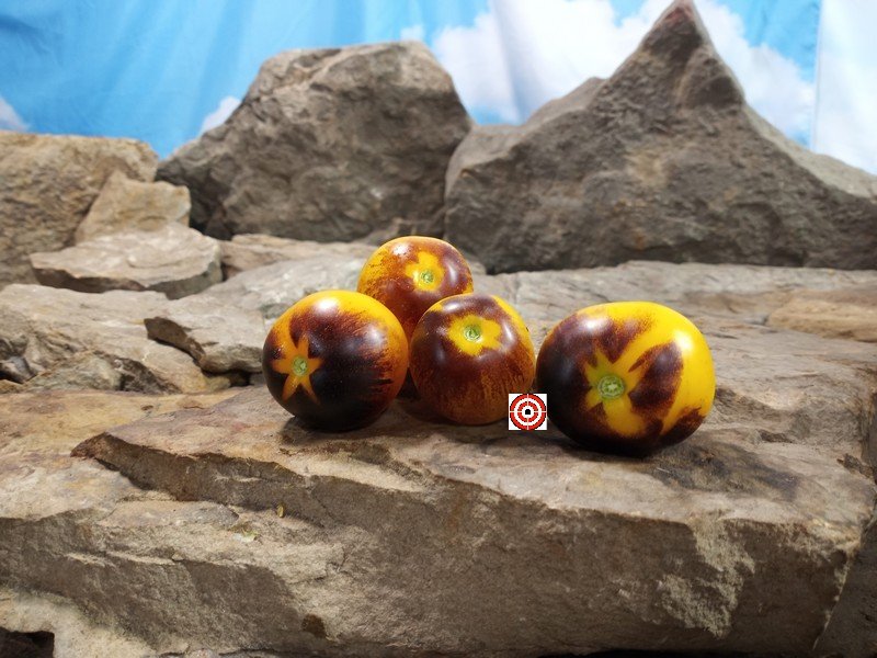 Dwarf Gondwana Moon Tomato
