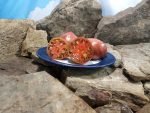Dwarf JPS Special Tomato