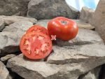 Dwarf Maliniak Tomato